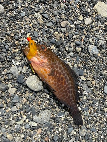 オオモンハタの釣果