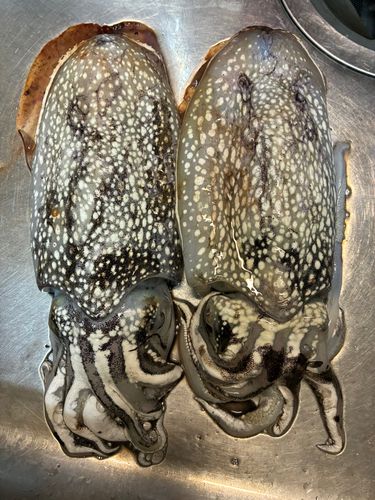 シリヤケイカの釣果