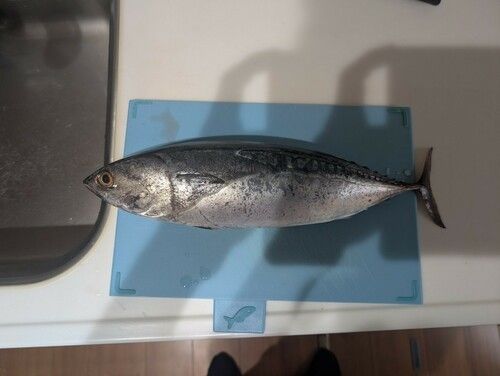 ヒラソウダの釣果