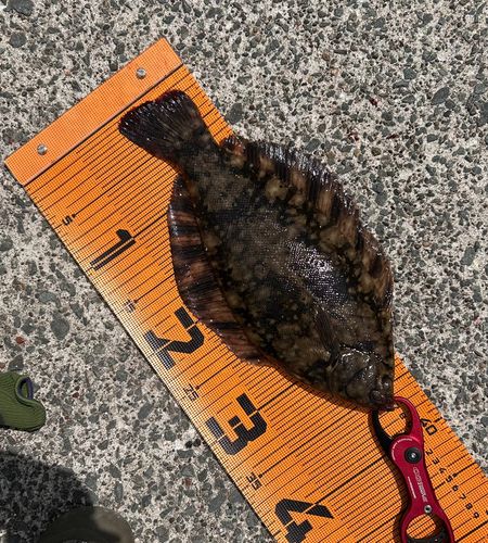 クロガシラガレイの釣果
