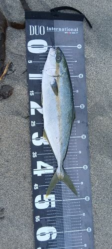 ヒラマサの釣果