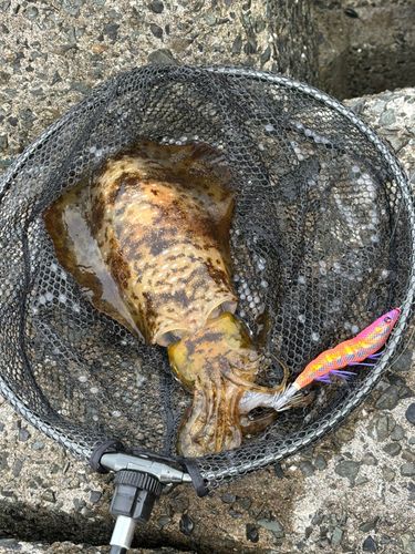 アオリイカの釣果