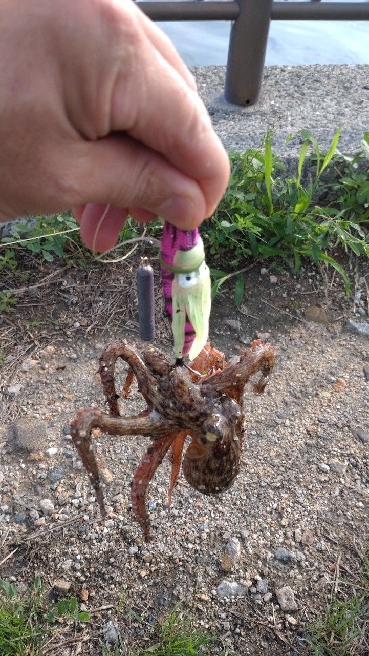 タコの釣果写真