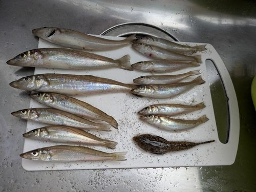 キスの釣果