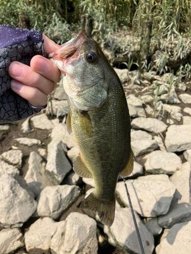 ラージマウスバスの釣果