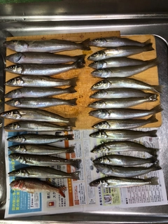 シロギスの釣果