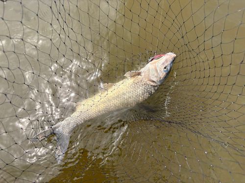 ニゴイの釣果