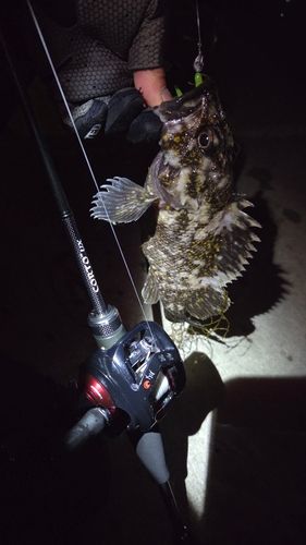 オウゴンムラソイの釣果