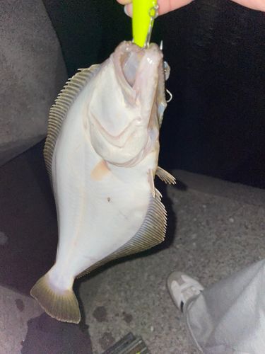 ヒラメの釣果