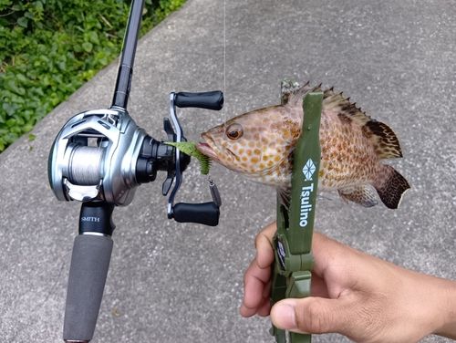 オオモンハタの釣果