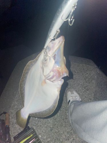 ヒラメの釣果