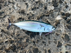 マルソウダの釣果