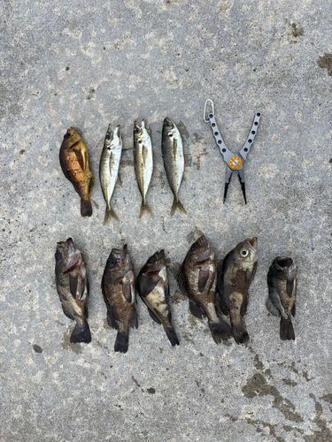 メバルの釣果
