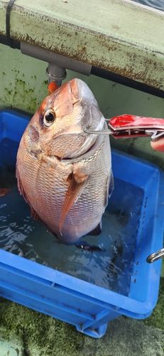 マダイの釣果