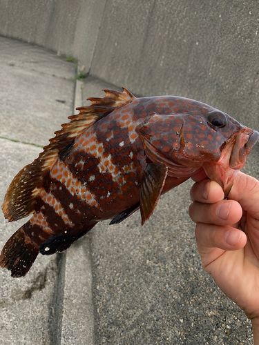 キジハタの釣果