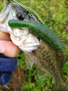ブラックバスの釣果