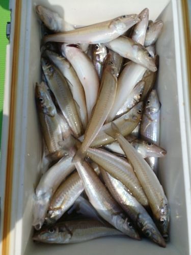 シロギスの釣果