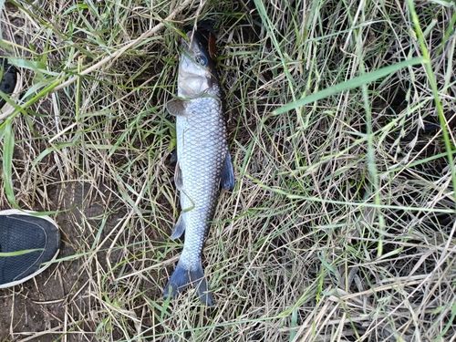 ニゴイの釣果