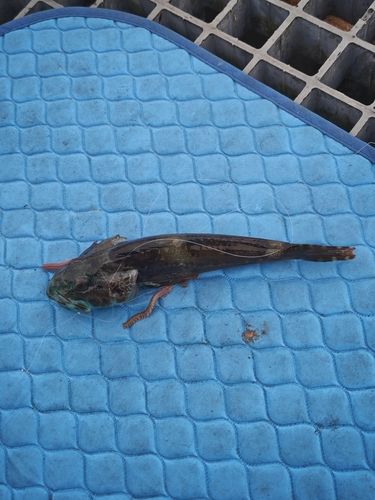 ハゼの釣果