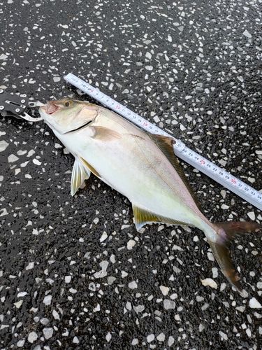 ショゴの釣果