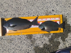 クロメジナの釣果