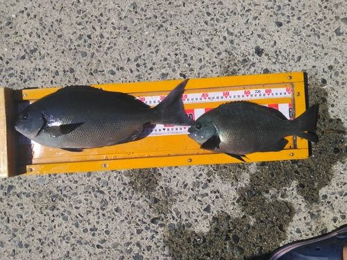 クロメジナの釣果