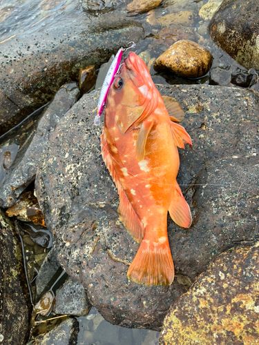アカハタの釣果