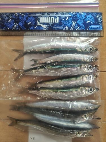 ウルメイワシの釣果