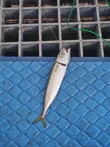 サバの釣果