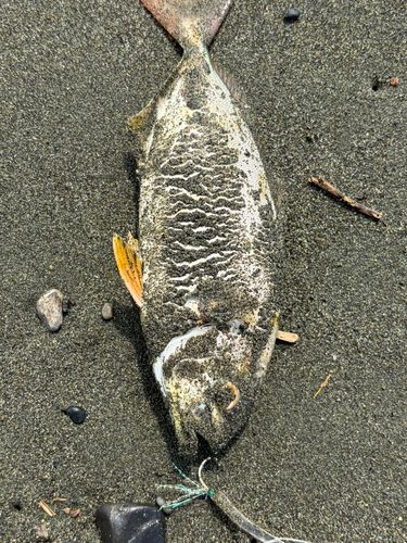 ショゴの釣果