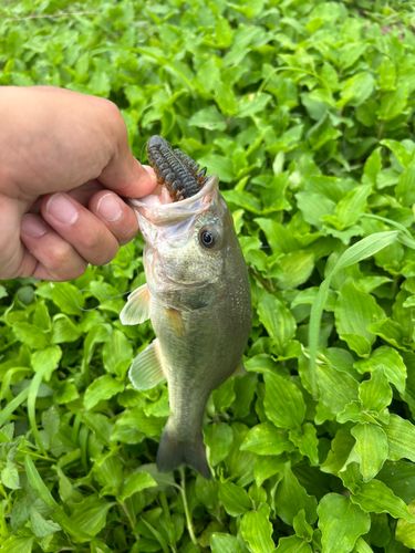 ブラックバスの釣果