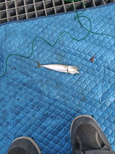 サバの釣果