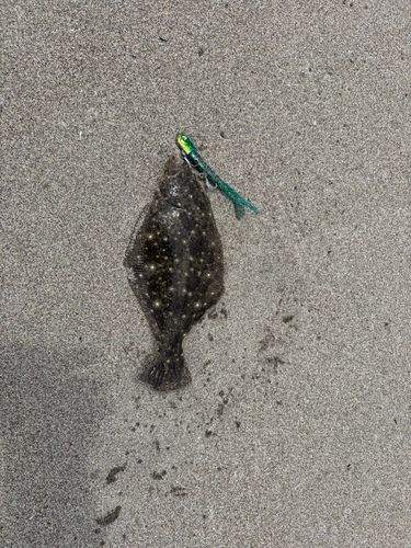 ソゲの釣果