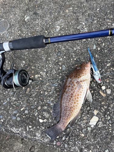 オオモンハタの釣果