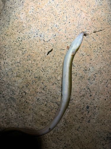 ウナギの釣果