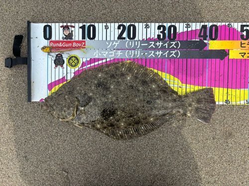 ヒラメの釣果