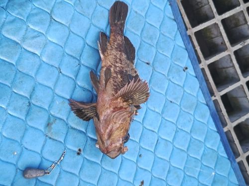 タケノコメバルの釣果