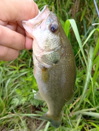 ラージマウスバスの釣果
