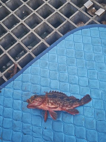 カサゴの釣果