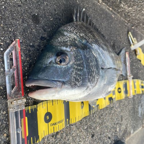 クロダイの釣果