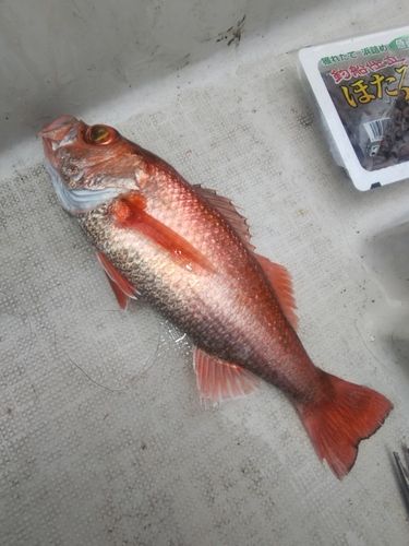 アカムツの釣果