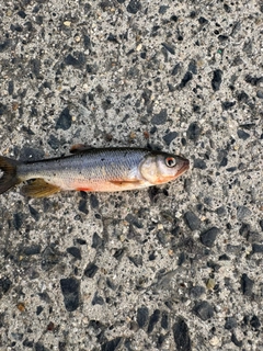カワムツの釣果