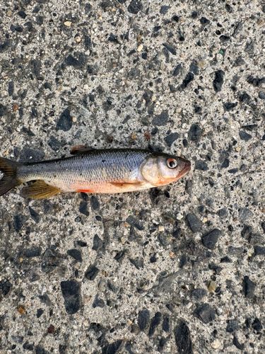 カワムツの釣果