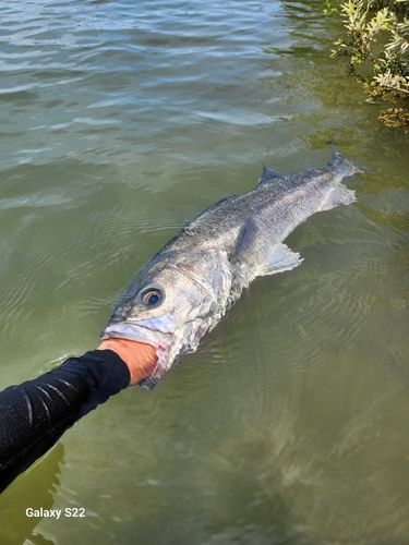 スズキの釣果