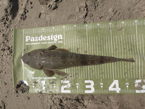 マゴチの釣果
