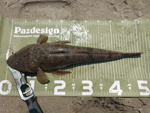 マゴチの釣果