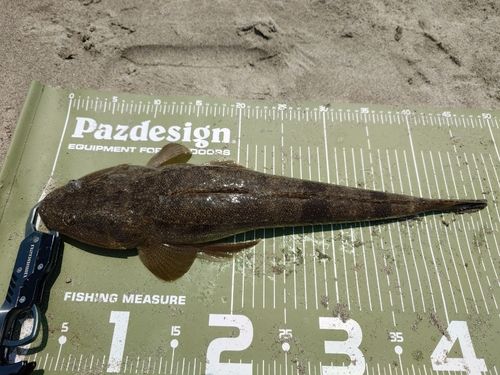 マゴチの釣果
