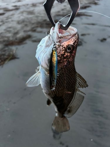 イシモチの釣果