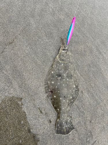 ソゲの釣果