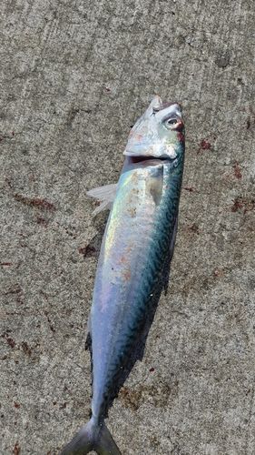 サバの釣果